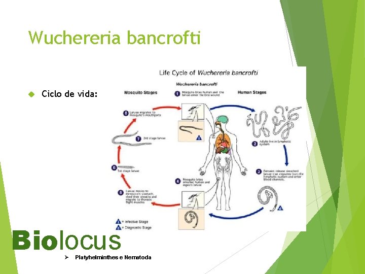 Wuchereria bancrofti Ciclo de vida: Biolocus Ø Platyhelminthes e Nematoda 