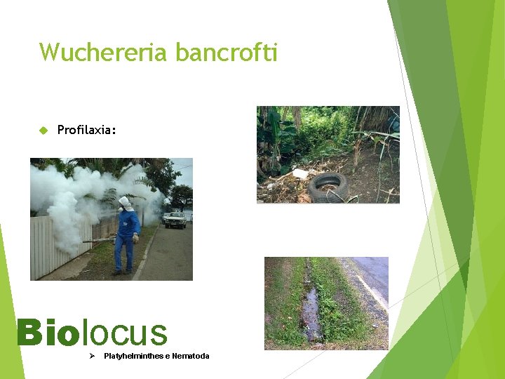 Wuchereria bancrofti Profilaxia: Biolocus Ø Platyhelminthes e Nematoda 