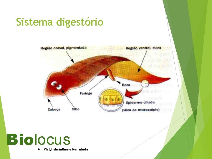 Sistema digestório Biolocus Ø Platyhelminthes e Nematoda 