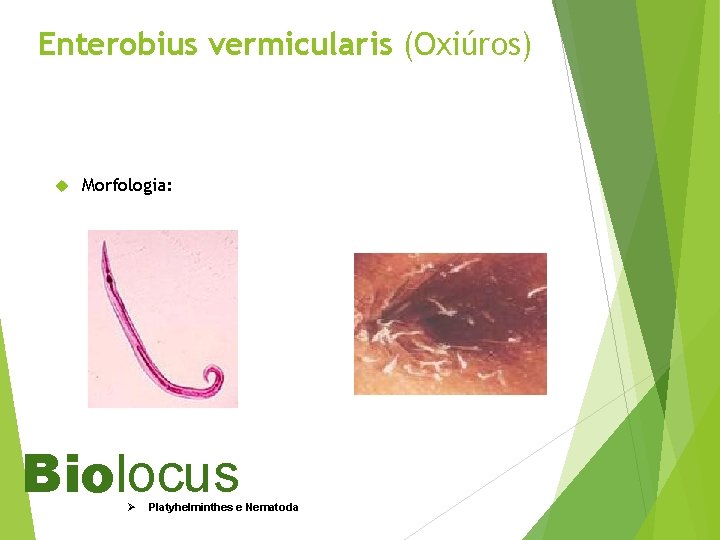 Enterobius vermicularis (Oxiúros) Morfologia: Biolocus Ø Platyhelminthes e Nematoda 