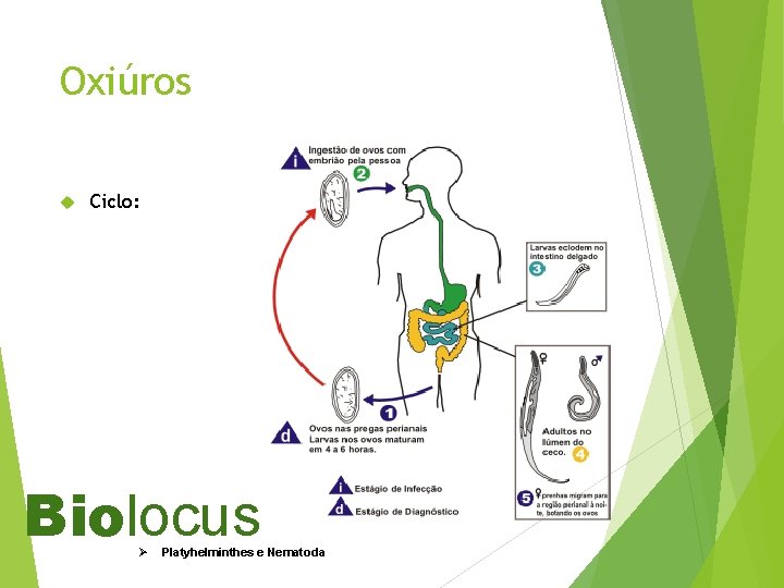 Oxiúros Ciclo: Biolocus Ø Platyhelminthes e Nematoda 