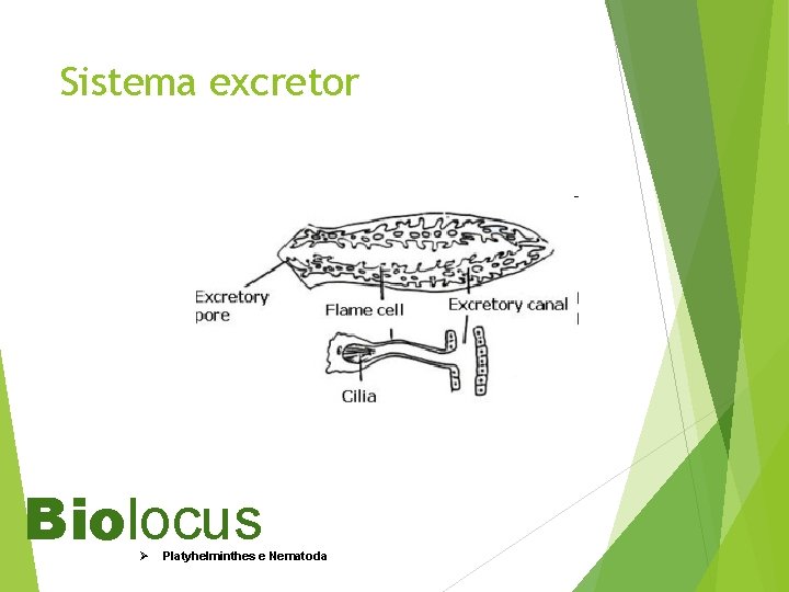 Sistema excretor Biolocus Ø Platyhelminthes e Nematoda 