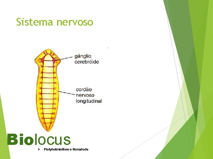 Sistema nervoso Biolocus Ø Platyhelminthes e Nematoda 