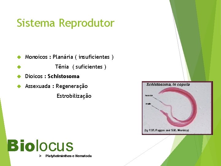 Sistema Reprodutor Monoicos : Planária ( insuficientes ) Tênia ( suficientes ) Dioicos :