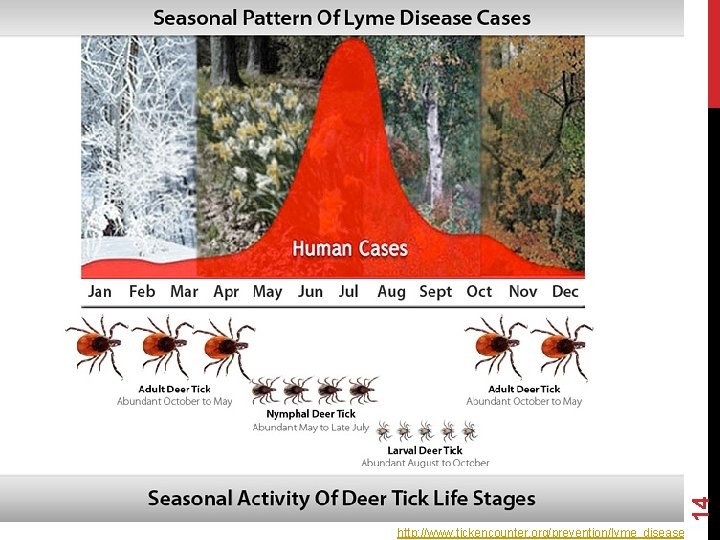 14 http: //www. tickencounter. org/prevention/lyme_disease 