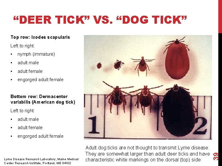 “DEER TICK” VS. “DOG TICK” Top row: Ixodes scapularis Left to right: • nymph