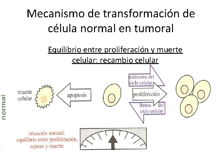 Mecanismo de transformación de célula normal en tumoral Equilibrio entre proliferación y muerte celular: