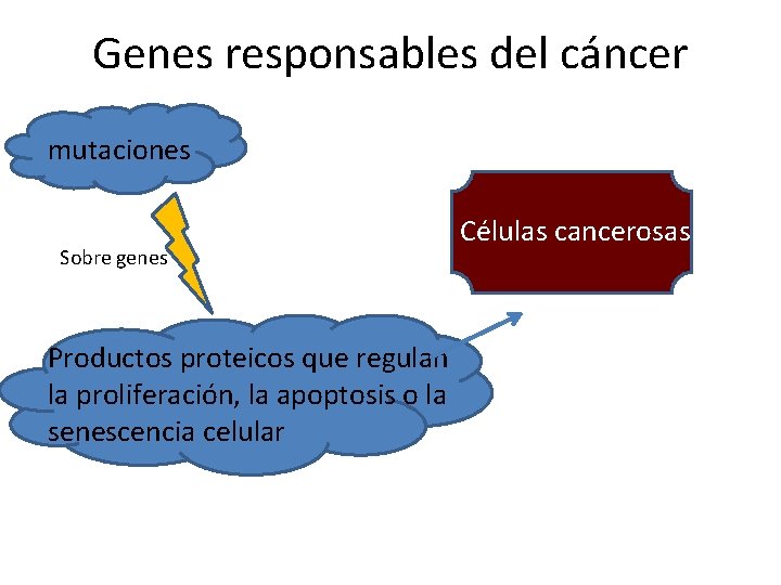 Genes responsables del cáncer mutaciones Sobre genes Productos proteicos que regulan la proliferación, la
