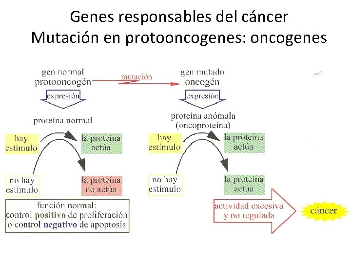 Genes responsables del cáncer Mutación en protooncogenes: oncogenes 
