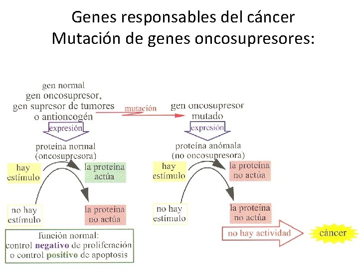 Genes responsables del cáncer Mutación de genes oncosupresores: 