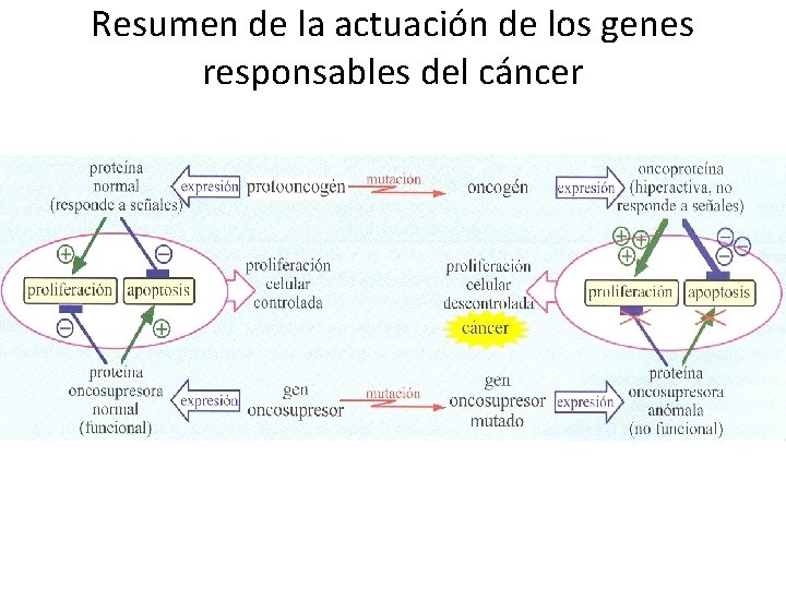 Resumen de la actuación de los genes responsables del cáncer 