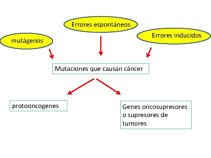 Errores espontáneos Errores inducidos mutágenos Mutaciones que causan cáncer protooncogenes Genes oncosupresores o supresores