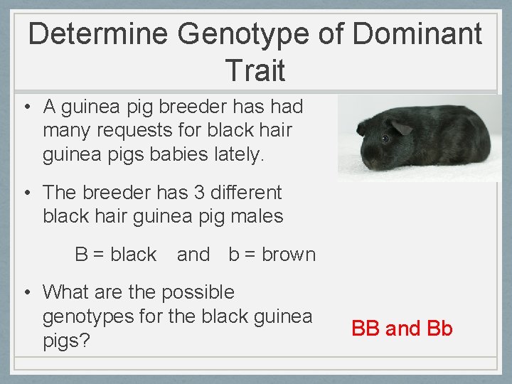 Determine Genotype of Dominant Trait • A guinea pig breeder has had many requests