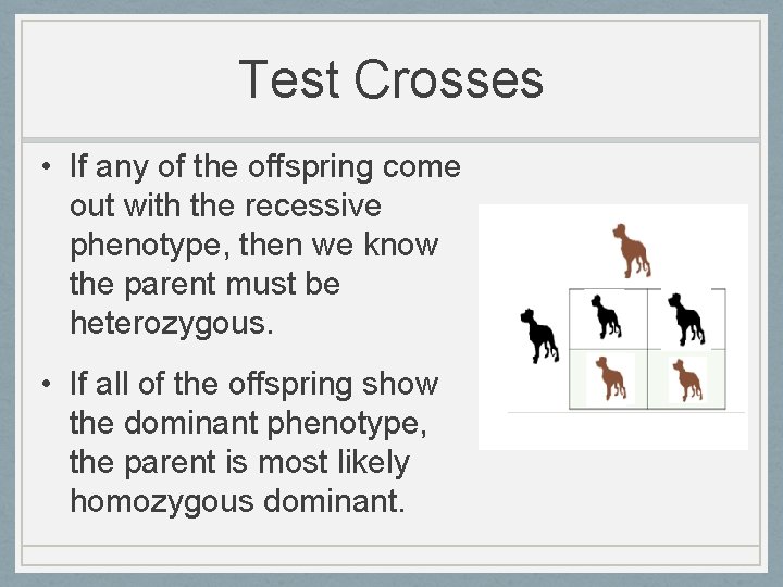 Test Crosses • If any of the offspring come out with the recessive phenotype,