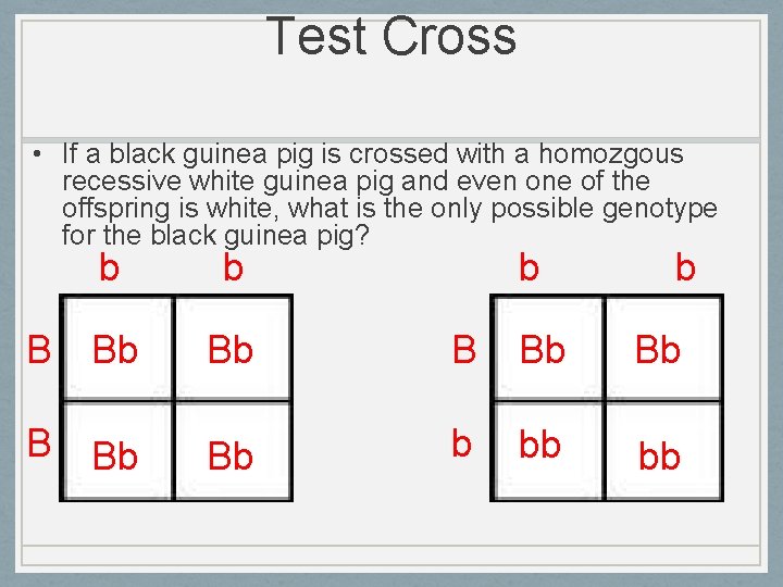 Test Cross • If a black guinea pig is crossed with a homozgous recessive