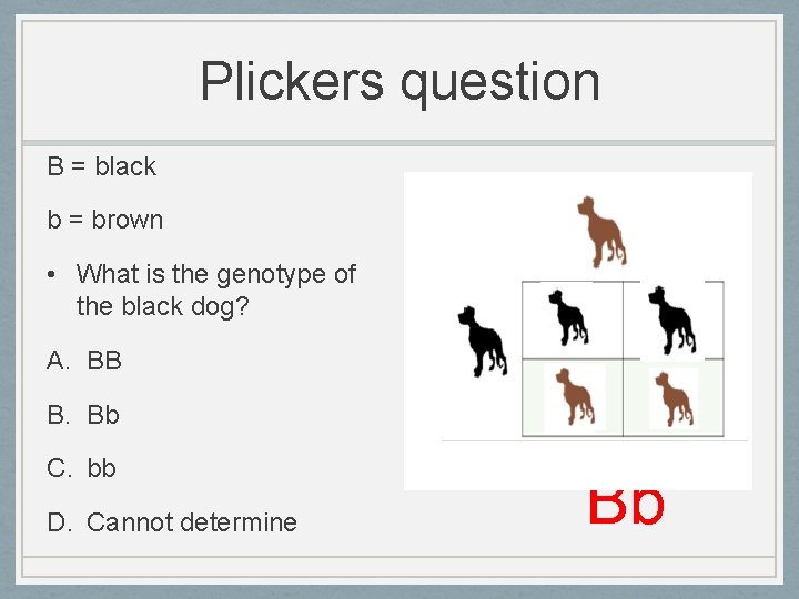 Plickers question B = black b = brown • What is the genotype of