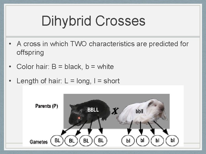 Dihybrid Crosses • A cross in which TWO characteristics are predicted for offspring •