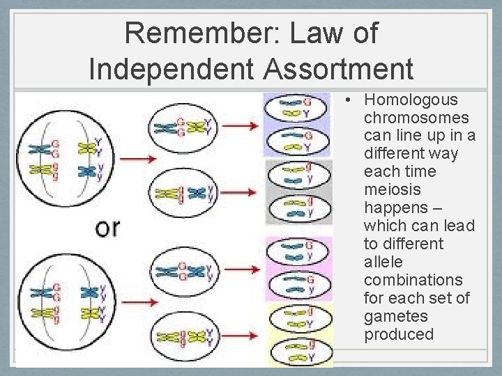 Remember: Law of Independent Assortment • Homologous chromosomes can line up in a different