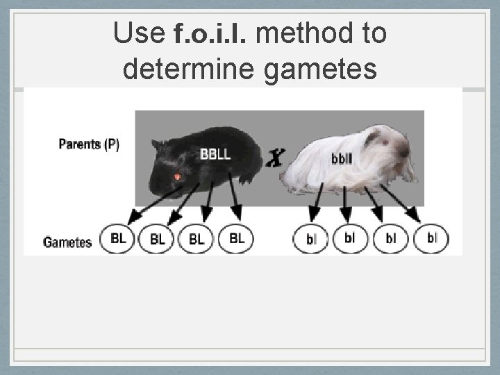 Use f. o. i. l. method to determine gametes 