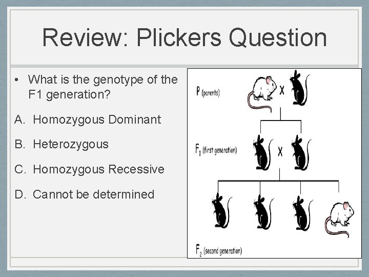 Review: Plickers Question • What is the genotype of the F 1 generation? A.