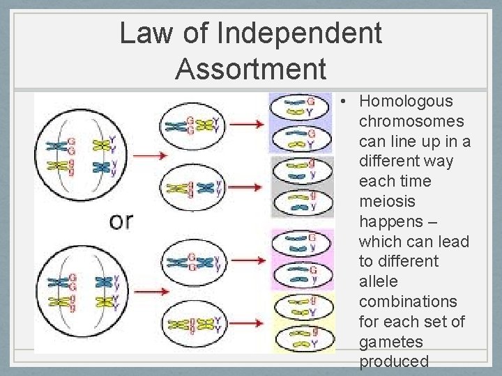 Law of Independent Assortment • Homologous chromosomes can line up in a different way