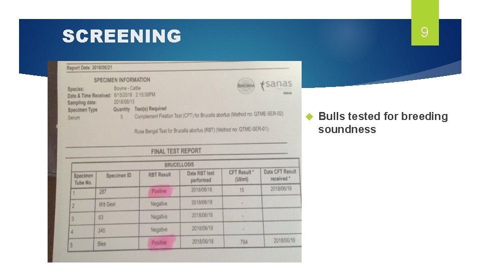 SCREENING 9 Bulls tested for breeding soundness 