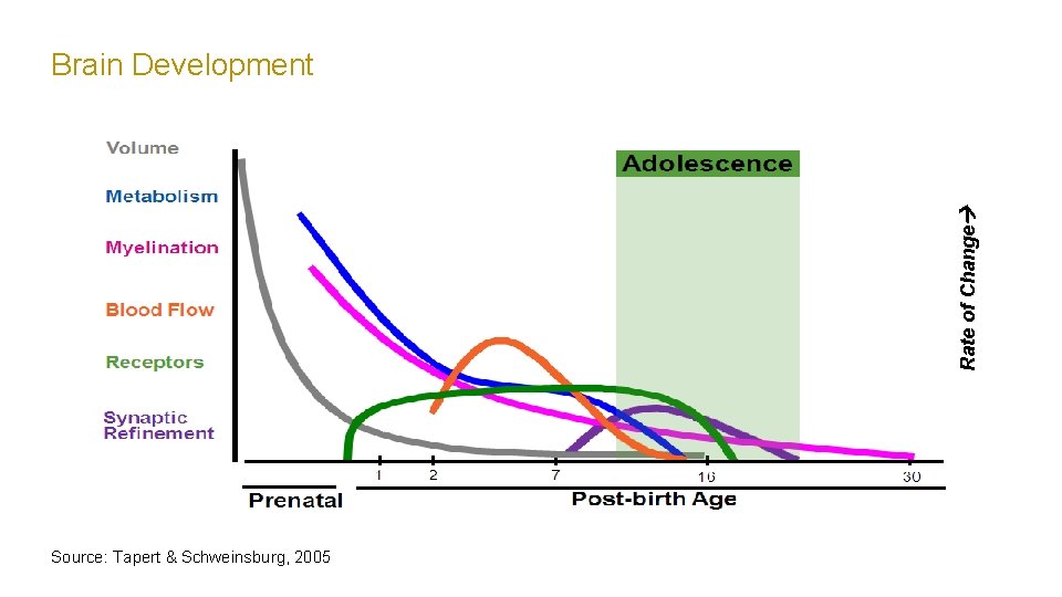 Rate of Change Brain Development Source: Tapert & Schweinsburg, 2005 