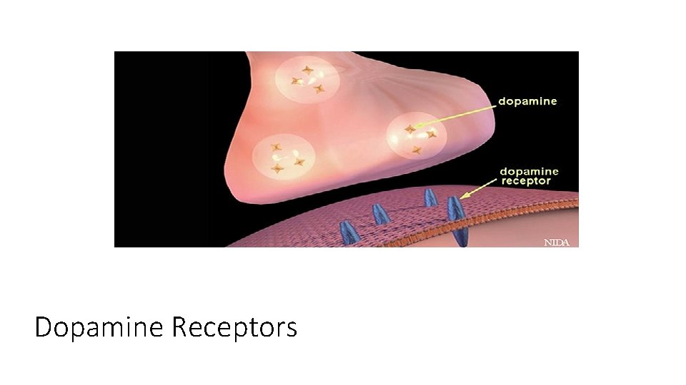 Dopamine Receptors 