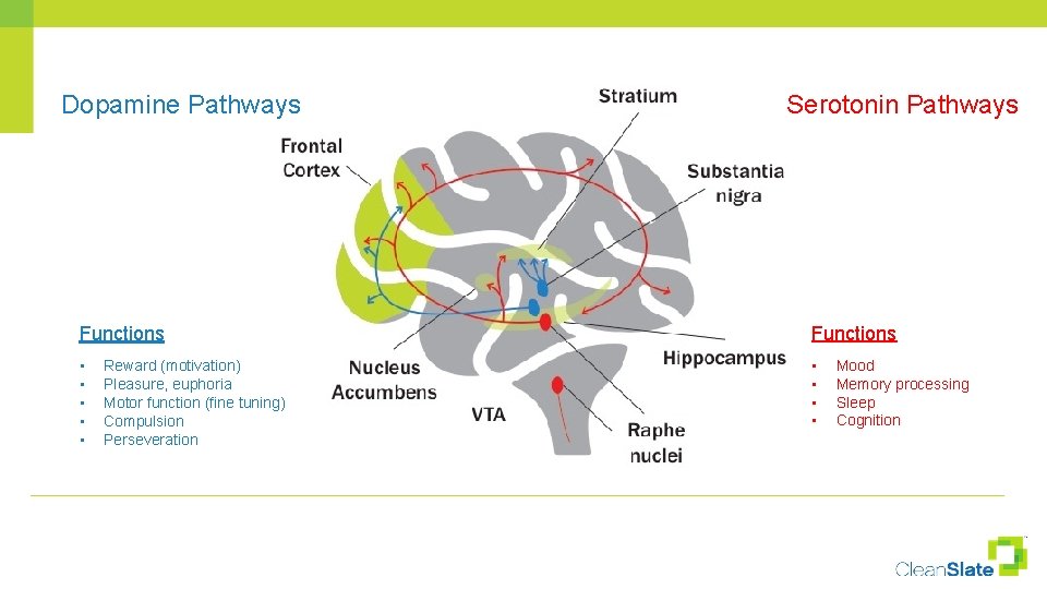 Dopamine Pathways Serotonin Pathways Functions • • • Reward (motivation) Pleasure, euphoria Motor function