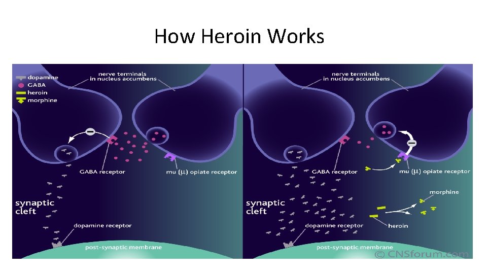 How Heroin Works 