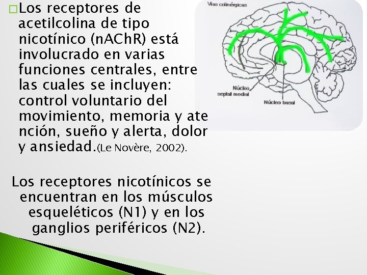 � Los receptores de acetilcolina de tipo nicotínico (n. ACh. R) está involucrado en