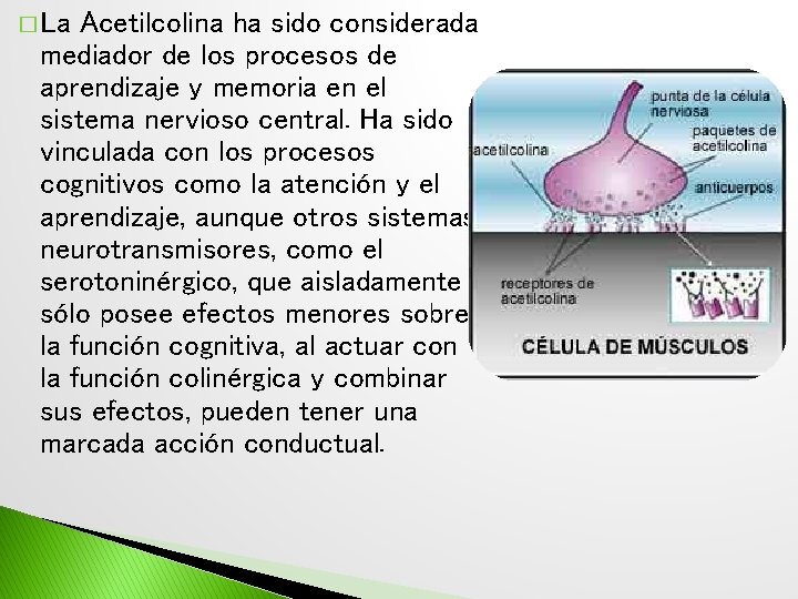 � La Acetilcolina ha sido considerada mediador de los procesos de aprendizaje y memoria