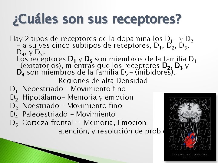 ¿Cuáles son sus receptores? Hay 2 tipos de receptores de la dopamina los D