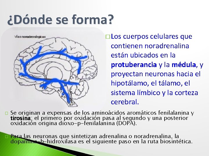 ¿Dónde se forma? � Los cuerpos celulares que contienen noradrenalina están ubicados en la