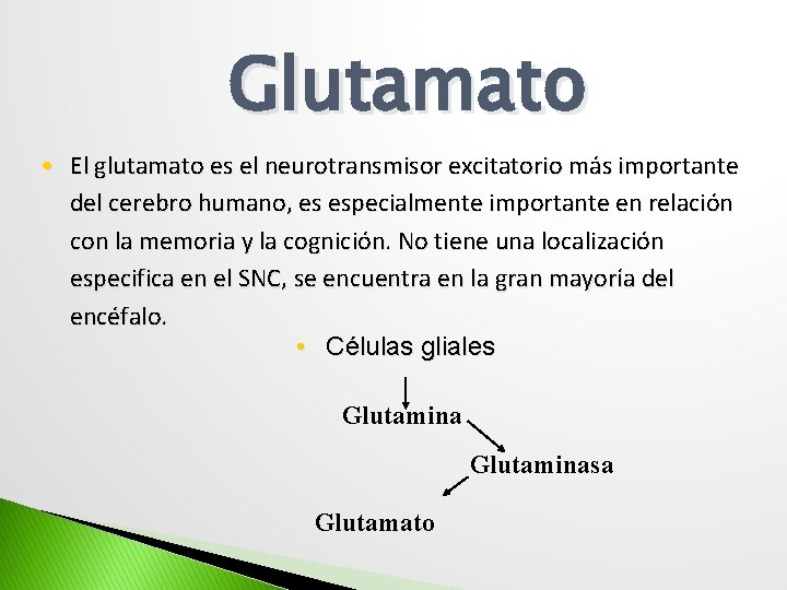 Glutamato • El glutamato es el neurotransmisor excitatorio más importante del cerebro humano, es