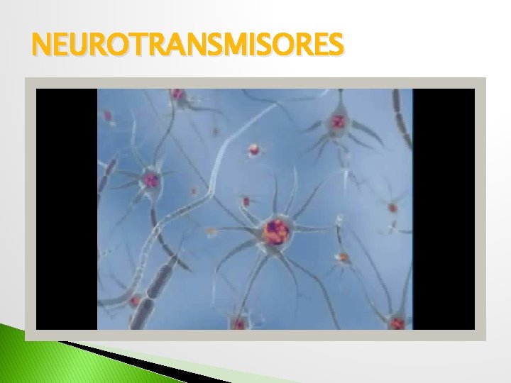 NEUROTRANSMISORES 