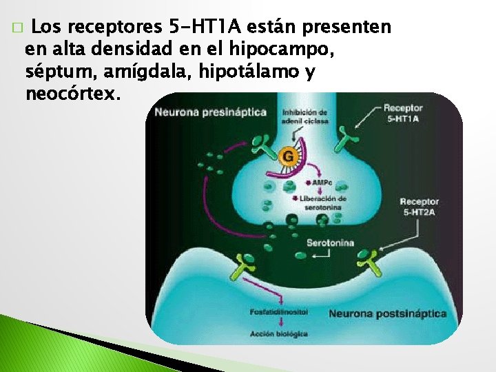 � Los receptores 5 -HT 1 A están presenten en alta densidad en el