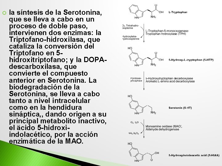  la síntesis de la Serotonina, que se lleva a cabo en un proceso
