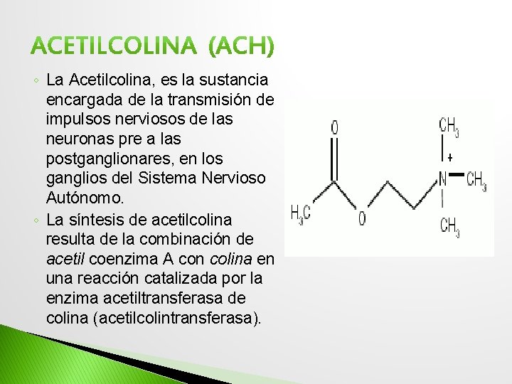◦ La Acetilcolina, es la sustancia encargada de la transmisión de impulsos nerviosos de
