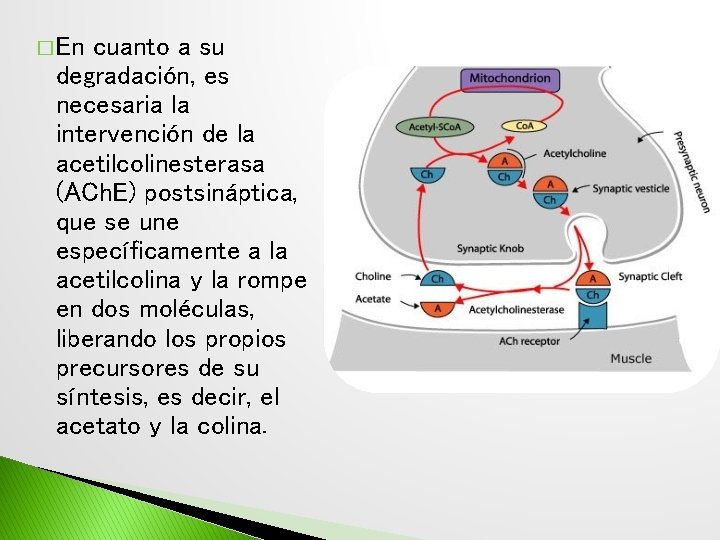 � En cuanto a su degradación, es necesaria la intervención de la acetilcolinesterasa (ACh.
