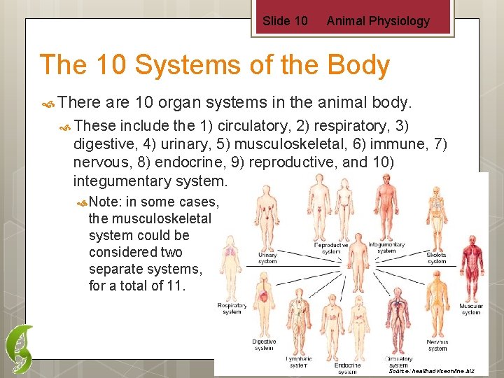 Slide 10 Animal Physiology The 10 Systems of the Body There are 10 organ