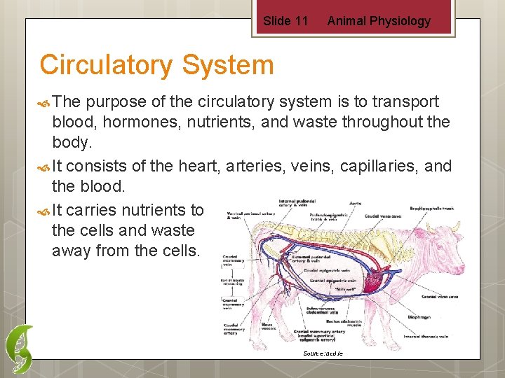 Slide 11 Animal Physiology Circulatory System The purpose of the circulatory system is to