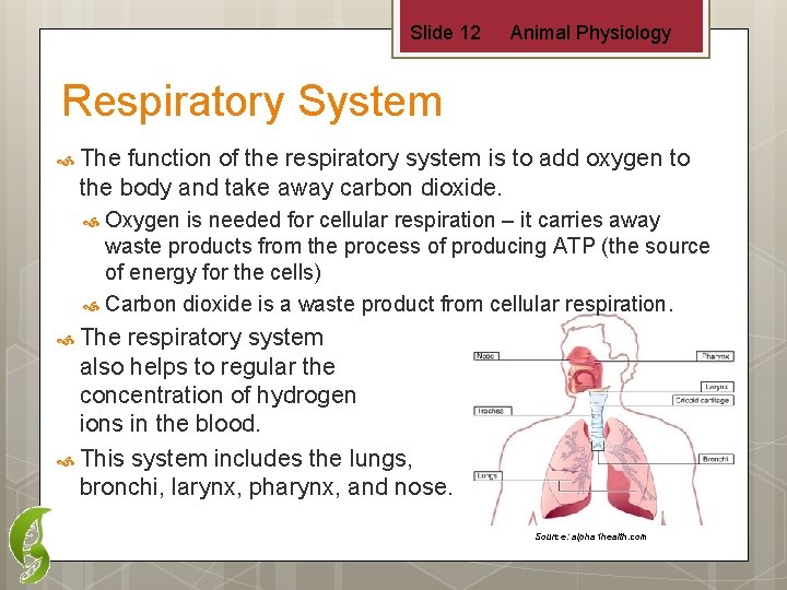 Slide 12 Animal Physiology Respiratory System The function of the respiratory system is to