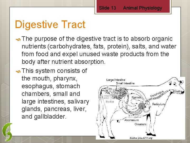 Slide 13 Animal Physiology Digestive Tract The purpose of the digestive tract is to