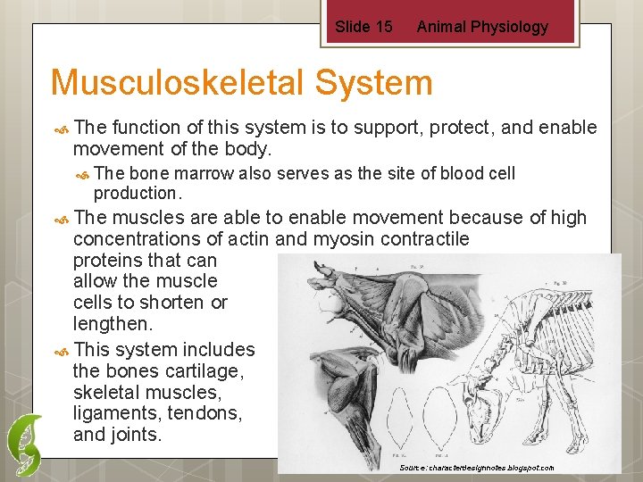 Slide 15 Animal Physiology Musculoskeletal System The function of this system is to support,