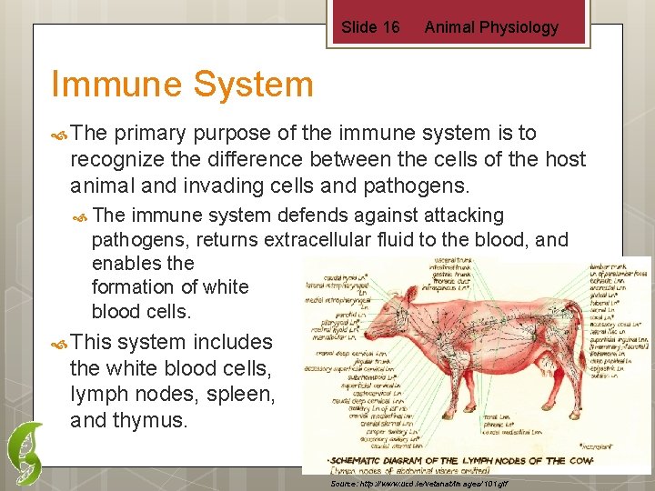 Slide 16 Animal Physiology Immune System The primary purpose of the immune system is