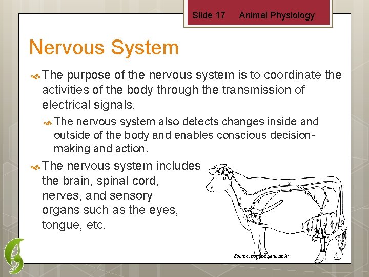 Slide 17 Animal Physiology Nervous System The purpose of the nervous system is to