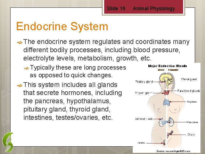 Slide 18 Animal Physiology Endocrine System The endocrine system regulates and coordinates many different