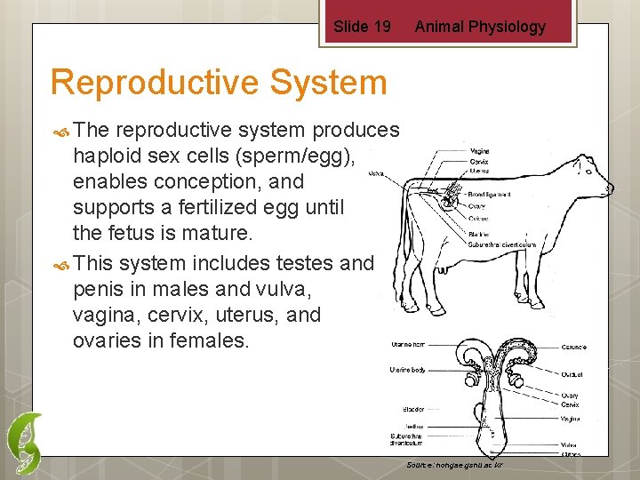 Slide 19 Animal Physiology Reproductive System The reproductive system produces haploid sex cells (sperm/egg),