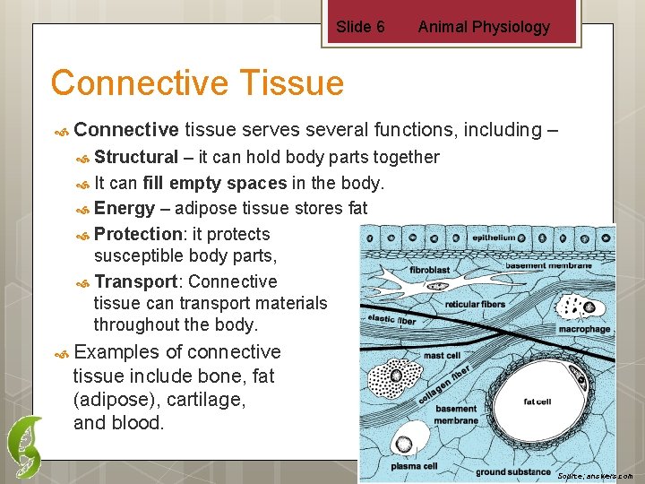 Slide 6 Animal Physiology Connective Tissue Connective tissue serves several functions, including – Structural